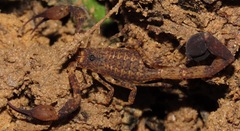 Tityus silvestris