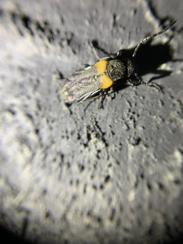 flame-shouldered blister beetle, Amsterdam Nieuw-West, Amsterdam, Nederland, photo 8 of 10