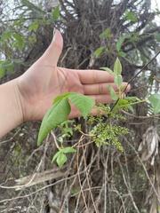 Toxicodendron radicans image