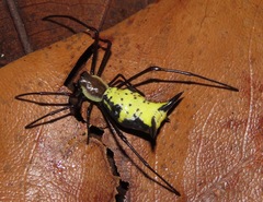 Micrathena miles