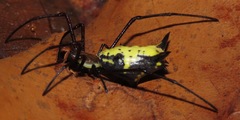 Micrathena miles