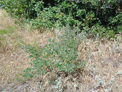 Lupinus sericeus sericeus