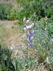 Lupinus sericeus sericeus