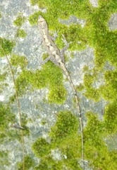 Anolis mccraniei
