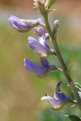 Lupinus sericeus sericeus