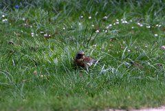 Turdus pilaris