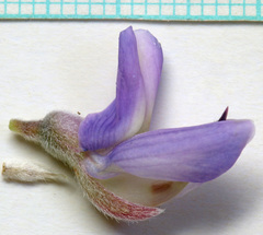 Lupinus sericeus sericeus