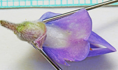 Lupinus sericeus sericeus