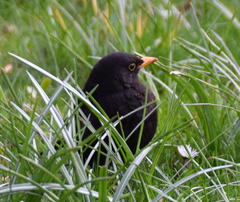 Turdus merula