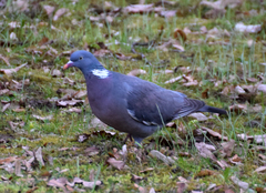 Columba palumbus