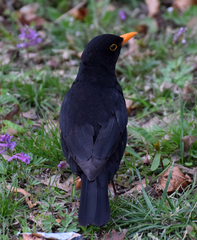 Turdus merula
