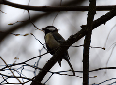 Parus major