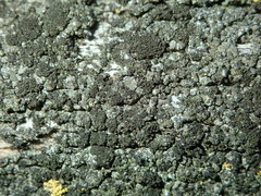Pseudothelomma ocellatum