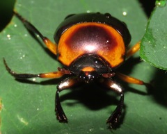 Canthon luteicollis