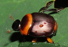 Canthon luteicollis
