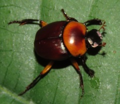 Canthon luteicollis