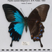 Papilio telegonus - Photo (c) Accassidy, algunos derechos reservados (CC BY-SA)