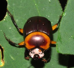 Canthon luteicollis