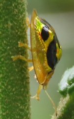 Coptocycla constellata