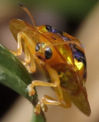 Coptocycla constellata