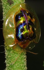 Coptocycla constellata