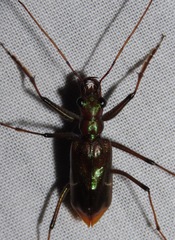 Oxygonia