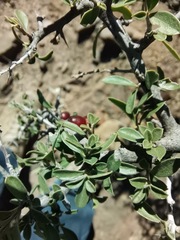 Condalia correllii