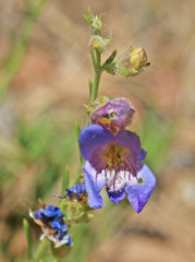 Penstemon abietinus