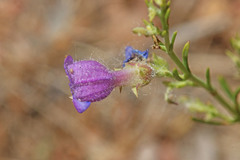 Penstemon abietinus