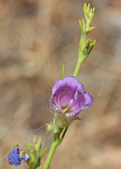 Penstemon abietinus