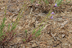 Penstemon abietinus