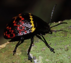 Doryphora