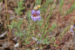 Penstemon abietinus