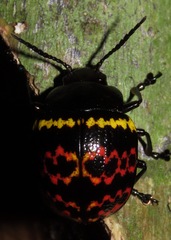 Doryphora
