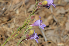 Penstemon abietinus