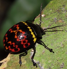 Doryphora