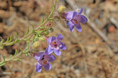 Penstemon abietinus
