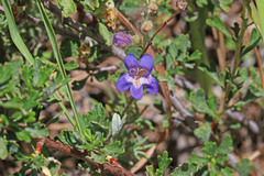 Penstemon abietinus