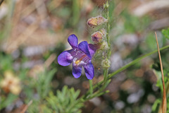 Penstemon abietinus