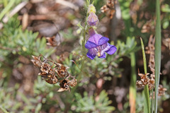 Penstemon abietinus