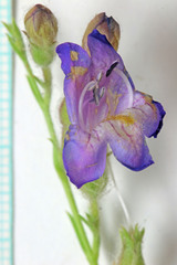 Penstemon abietinus