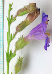 Penstemon abietinus