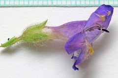 Penstemon abietinus