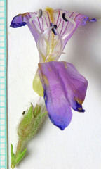 Penstemon abietinus