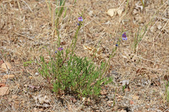 Penstemon abietinus