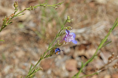 Penstemon abietinus