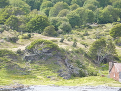 Nothofagus betuloides