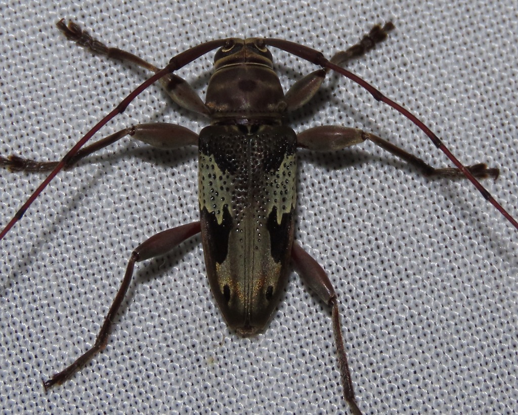 Nyssodrysternum signiferum