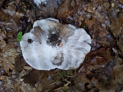 Hypomyces ochraceus