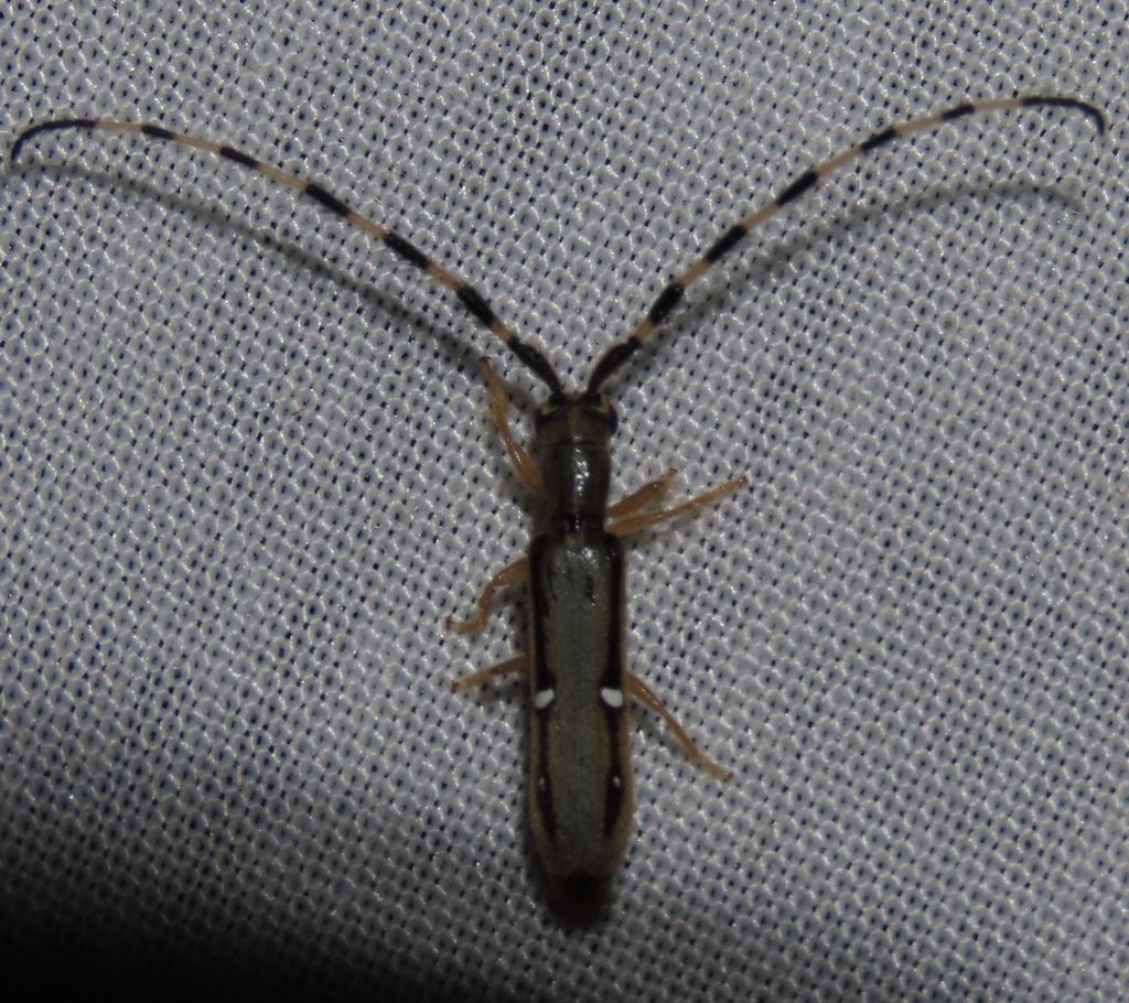 Antodice venustula